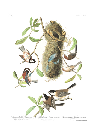 John James Audubon Limited Centennial Edition Giclee on Paper:"Black-capped Chickadee"