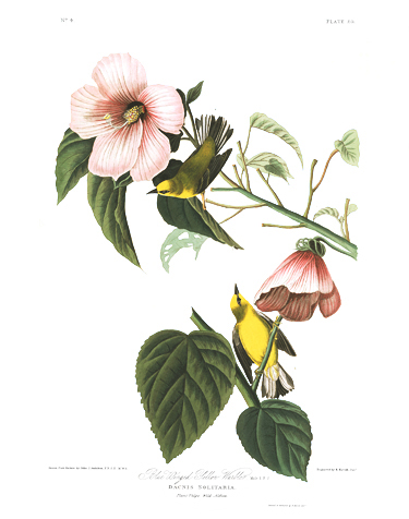 John James Audubon Limited Centennial Edition Giclee on Paper:"Blue-winged Warbler"