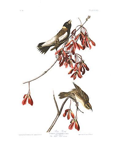 John James Audubon Limited Centennial Edition Giclee on Paper:"Bobolink"