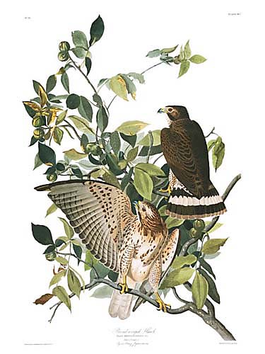 John James Audubon Limited Centennial Edition Giclee on Paper:"Broad-winged Hawk"