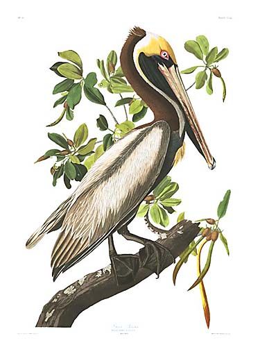 John James Audubon Limited Centennial Edition Giclee on Paper:"Brown Pelican"