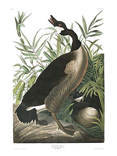 John James Audubon Limited Centennial Edition Giclee on Paper:"Canada Goose"