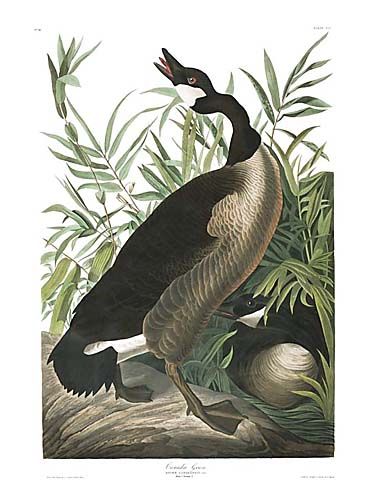 John James Audubon Limited Centennial Edition Giclee on Paper:"Canada Goose"