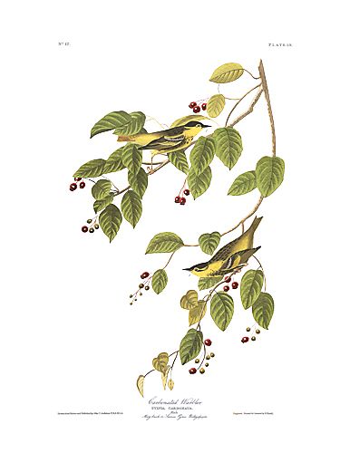 John James Audubon Limited Centennial Edition Giclee on Paper:"Carbonated Warbler"