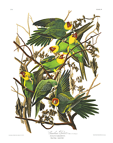 John James Audubon Limited Centennial Edition Giclee on Paper:"Carolina Parakeet"