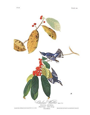 John James Audubon Limited Centennial Edition Giclee on Paper:"Cerulean Warbler"