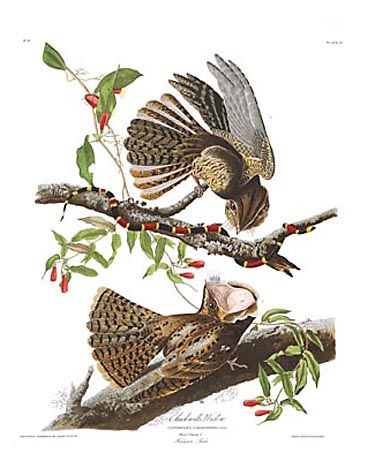 John James Audubon Limited Centennial Edition Giclee on Paper:"Chuck-will's Widow"