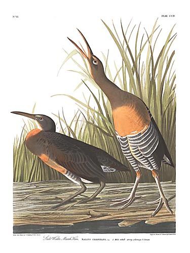 John James Audubon Limited Centennial Edition Giclee on Paper:"Clapper Rail"