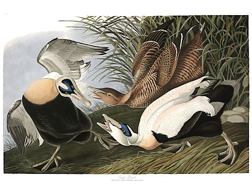 John James Audubon Limited Centennial Edition Giclee on Paper:"Common Eider"