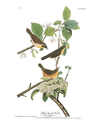John James Audubon Limited Centennial Edition Giclee on Paper:"Common Yellowthroat"