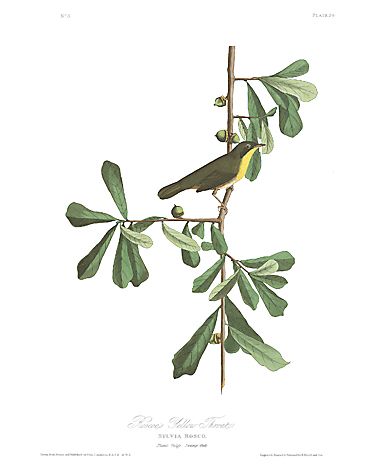 John James Audubon Limited Centennial Edition Giclee on Paper:"Common Yellowthroat"