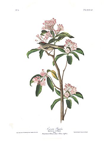 John James Audubon Limited Centennial Edition Giclee on Paper:"Cuvier's Wren"