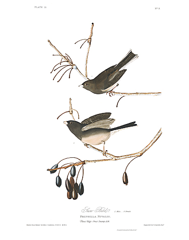 John James Audubon Limited Centennial Edition Giclee on Paper:"Dark-eyed Junco"