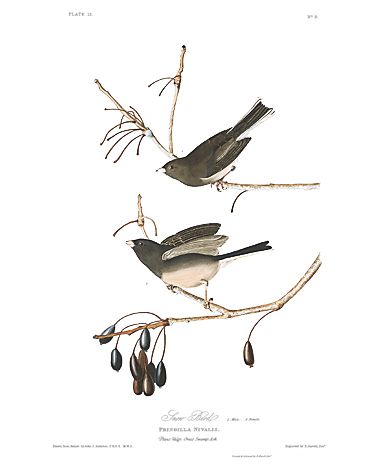 John James Audubon Limited Centennial Edition Giclee on Paper:"Dark-eyed Junco"