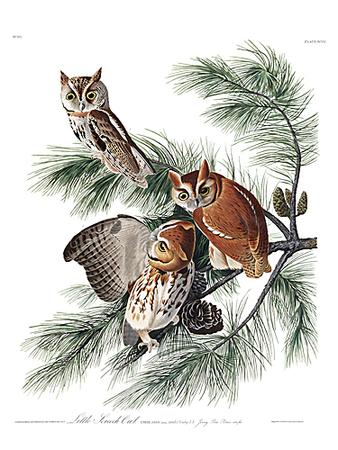 John James Audubon Limited Centennial Edition Giclee on Paper:"Eastern Screech-Owl"
