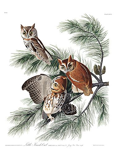 John James Audubon Limited Centennial Edition Giclee on Paper:"Eastern Screech-Owl"
