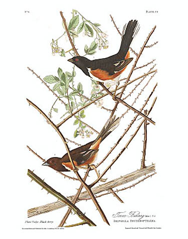 John James Audubon Limited Centennial Edition Giclee on Paper:"Eastern Towee"