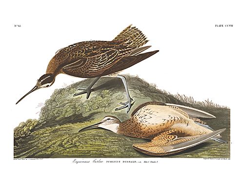John James Audubon Limited Centennial Edition Giclee on Paper:"Eskimo Curlew"