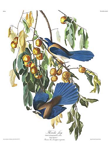 John James Audubon Limited Centennial Edition Giclee on Paper:"Florida Scrub-Jay"