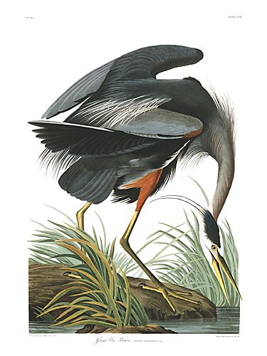 John James Audubon Limited Centennial Edition Giclee on Paper:"Great Blue Heron"