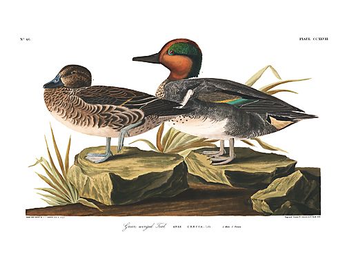 John James Audubon Limited Centennial Edition Giclee on Paper:"Green-winged Teal"