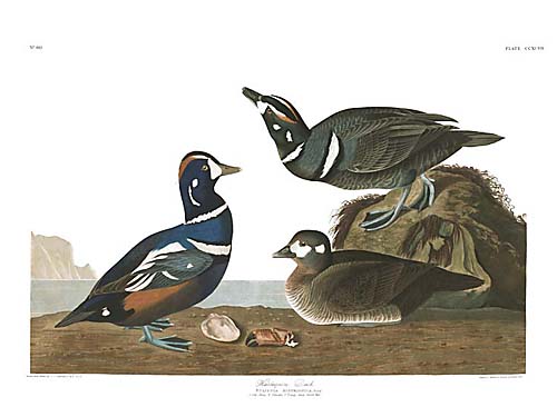John James Audubon Limited Centennial Edition Giclee on Paper:"Harlequin Duck"