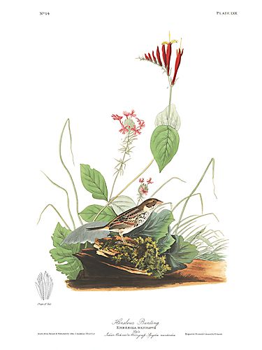 John James Audubon Limited Centennial Edition Giclee on Paper:"Henslow's Sparrow"
