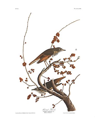 John James Audubon Limited Centennial Edition Giclee on Paper:"Hermit Thrush"