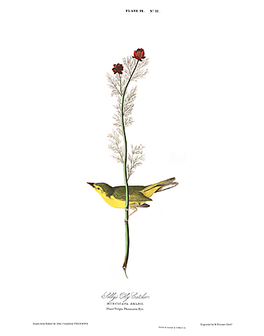 John James Audubon Limited Centennial Edition Giclee on Paper:"Hooded Warbler"