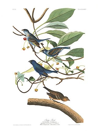 John James Audubon Limited Centennial Edition Giclee on Paper:"Indigo Bunting"