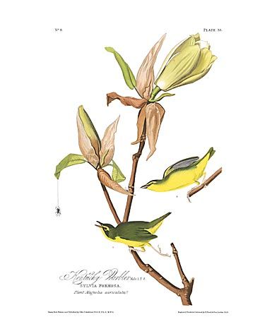 John James Audubon Limited Centennial Edition Giclee on Paper:"Kentucky Warbler"