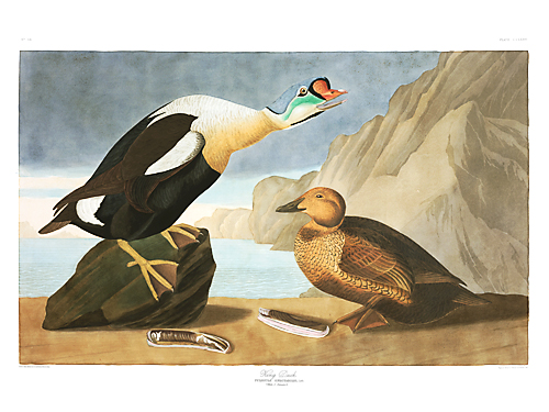 John James Audubon Limited Centennial Edition Giclee on Paper:"King Eider"