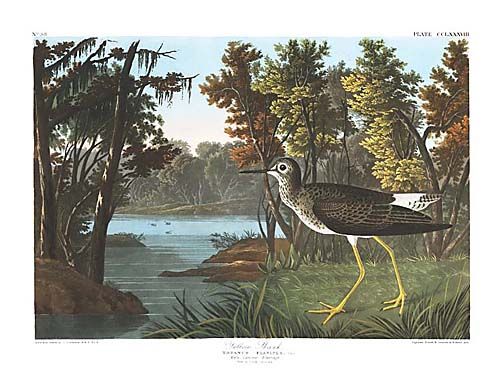 John James Audubon Limited Centennial Edition Giclee on Paper:"Lesser Yellowlegs"