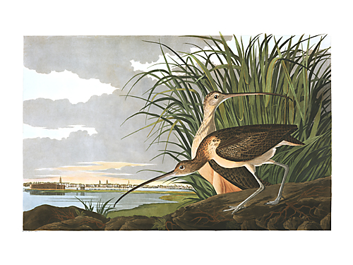 John James Audubon Limited Centennial Edition Giclee on Paper:"Long-billed Curlew"