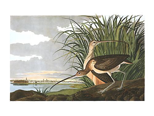 John James Audubon Limited Centennial Edition Giclee on Paper:"Long-billed Curlew"