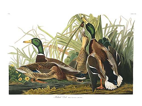 John James Audubon Limited Centennial Edition Giclee on Paper:"Mallard"