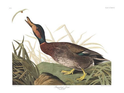 John James Audubon Limited Centennial Edition Giclee on Paper:"Mallard & Gadwall Hybrid"