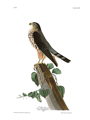 John James Audubon Limited Centennial Edition Giclee on Paper:"Merlin"