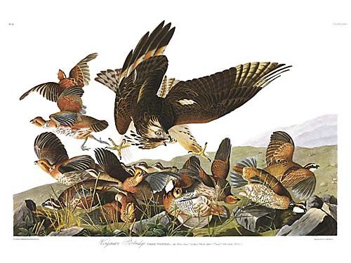 John James Audubon Limited Centennial Edition Giclee on Paper:"Northern Bobwhite"