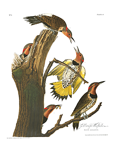 John James Audubon Limited Centennial Edition Giclee on Paper:"Northern Flicker"