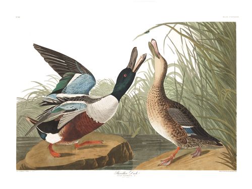 John James Audubon Limited Centennial Edition Giclee on Paper:"Northern Shoveller"