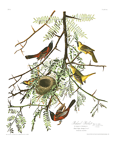 John James Audubon Limited Centennial Edition Giclee on Paper:"Orchard Oriole"