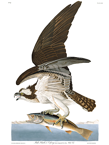John James Audubon Limited Centennial Edition Giclee on Paper:"Osprey"