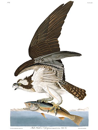 John James Audubon Limited Centennial Edition Giclee on Paper:"Osprey"