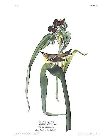 John James Audubon Limited Centennial Edition Giclee on Paper:"Pine Warbler"