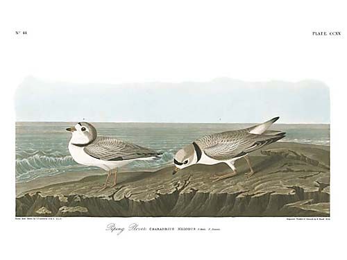 John James Audubon Limited Centennial Edition Giclee on Paper:"Piping Plover"