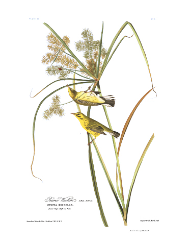 John James Audubon Limited Centennial Edition Giclee on Paper:"Prairie Warbler"