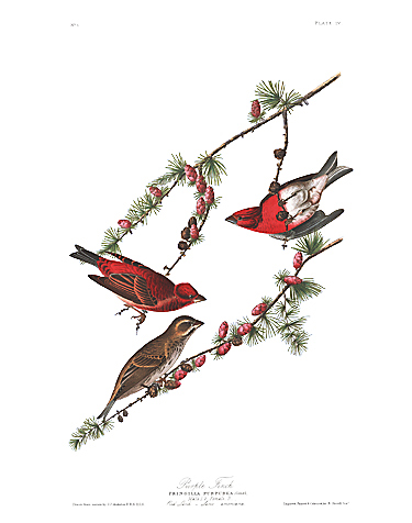 John James Audubon Limited Centennial Edition Giclee on Paper:"Purple Finch"