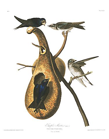 John James Audubon Limited Centennial Edition Giclee on Paper:"Purple Martin"