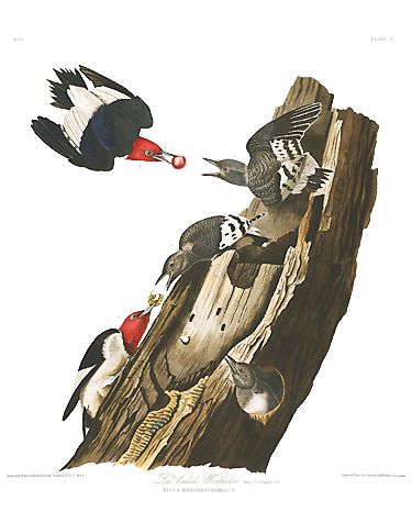 John James Audubon Limited Centennial Edition Giclee on Paper:"Red-headed Woodpecker"